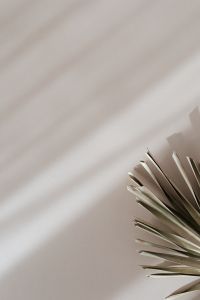 Kaboompics - Palm Leaf Tip at Bottom Right on Shadowed Beige Background