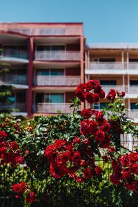 Kaboompics - Roses of Bulgaria