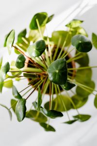 Kaboompics - Pilea peperomioides, money plant