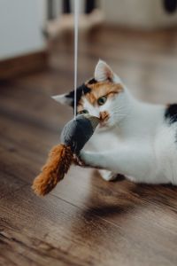 Kaboompics - Cute tricolor cat