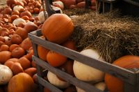 Kaboompics - Pumpkins Stacked in a Wooden Rack Beside Straw