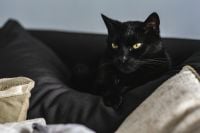 Kaboompics - Black Cat Curled on a Dark Sofa Beside Cream Throw Pillows