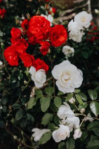 Rose Garden in Sorrento, Italy: Red and White Roses in Bloom for Floral Backgrounds