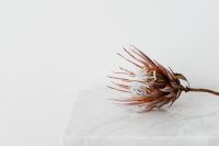 Kaboompics - Protea on The White Marble Table, White Background