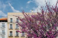 Kaboompics - Judas trees in blossom at springtime in Madrid, Spain