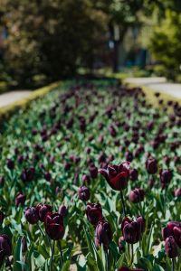 Kaboompics - Black Tulip Blossoms in a Vertical Floral Study