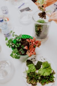 Kaboompics - Hands Lowering a Red-Leaved Houseplant into a Moss-Lined Glass Terrarium Jar