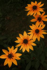 Kaboompics - Orange Flowers with Blurred Green Background