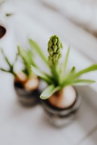Kaboompics - Hyacinth Bud in Glass Jar with Blurred Spring Background