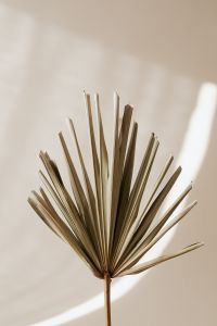Kaboompics - Centered Dried Palm Fan Leaf on Sunlit Beige Background