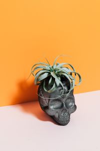 Kaboompics - Halloween Skull Planter with Air Plant on Orange and Pink Background