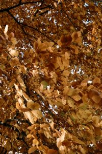 Kaboompics - Golden Autumn Leaves in Focus with Soft Blurred Foliage Foreground