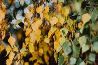 Kaboompics - Wide View of Yellow Birch Foliage in Autumn
