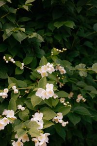 Kaboompics - Delicate Mock Orange Blossoms Among Green Leaves