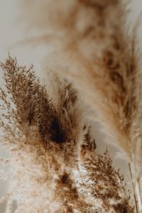 Kaboompics - Pampas Grass In A Vase