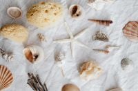 Kaboompics - Seashells, Starfish and Natural Sea Sponges on Textured Linen, Neutral Coastal Flat Lay