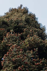 Kaboompics - Tall Coniferous Tree Foliage in a Botanical Garden