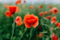 Kaboompics - A field of Red Poppies