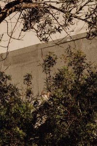 Kaboompics - Cat Hiding in Malta Garden Bushes
