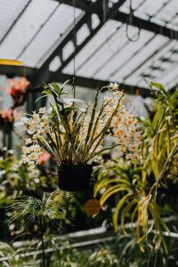 Kaboompics - Tall Orchid Stems and Leaves in Conservatory Light