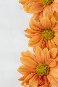 Kaboompics - Golden Chrysanthemum on Right Side of Marble Background