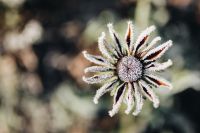 Kaboompics - Frozen flower