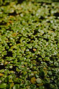 Kaboompics - Mature Greenery at Madrid Botanical Garden