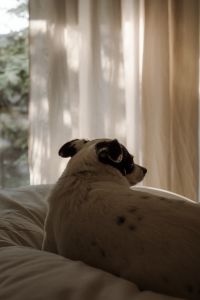 Kaboompics - Small Dog Looking toward Window from White Bed, Calm Home Lifestyle