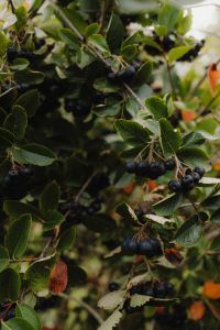 Kaboompics - Dark Berries Growing on Garden Branch