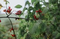 Kaboompics - Close-ups of leaves and fruit on trees