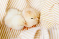 Kaboompics - Fluffy Yellow Baby Chicks on Cream Stripes
