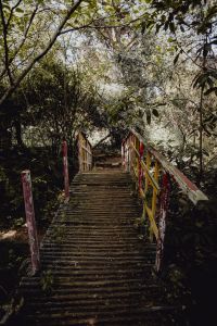 Kaboompics - Weathered Garden Steps Framed by Dense Tropical Foliage