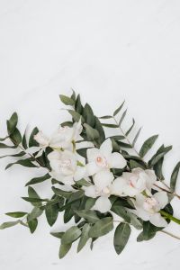 Kaboompics - White Cymbidium Orchid flower with eucalyptus on marble