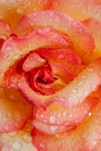 Kaboompics - Close-Up Peach and Coral Rose Petals with Water Droplets