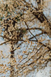 Kaboompics - Real Jardin Botanico, Madrid, Spain