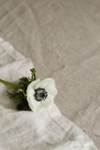 Kaboompics - White Anemone on Beige Linen Fabric with Minimal Floral Copy Space