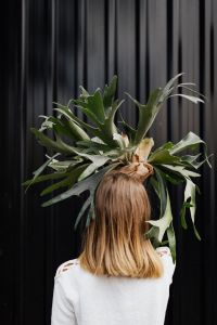 Houseplants 2