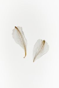 Kaboompics - Two Dried White Petals on a Minimal White Background with Copy Space