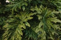 Kaboompics - Split Leaf Philodendron Foliage