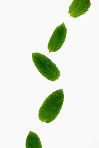 Kaboompics - Fresh Mint Leaves on White Background
