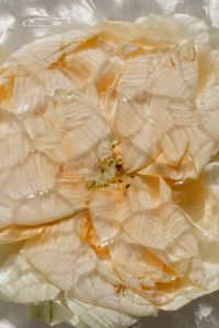 Kaboompics - Extreme Close-Up of Pale Peach Flower Petals and Stamen, Soft Neutral Floral Texture