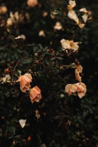 Kaboompics - Peach Roses Blooming in a Dark Autumn Garden