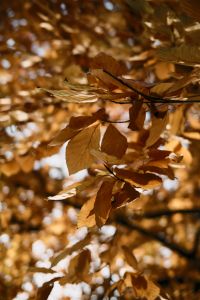 Kaboompics - Golden Autumn Leaves With Warm Sunlight And Bokeh