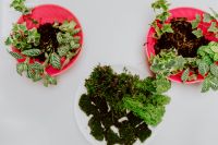 Kaboompics - Colorful Bowls of Potting Soil and Tropical Plant Cuttings for Terrarium Making