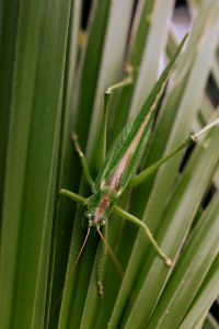 Kaboompics - Close-Up Green Blades with Soft Natural Background