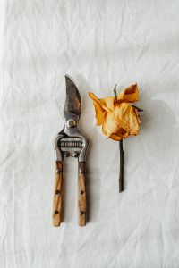 Kaboompics - Dried Rose and Pruning Shears on Linen for Flower Arranging Inspiration