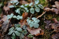 Kaboompics - Dewy Green Leaves, Moss and Fallen Autumn Leaves
