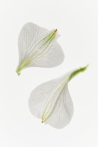 Kaboompics - Paired Translucent White Petals with Green Veins on a Clean Botanical Background