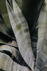 Kaboompics - Pointed Agave Leaves Filling the Frame, Botanical Background