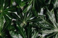 Kaboompics - Layered Aralia Leaf Arrangement on a Light Surface, Overhead Greenery Flat Lay